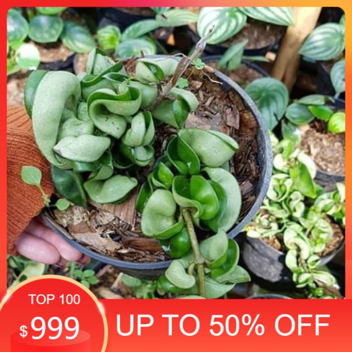 MURAH tanaman hias hoya compacta -hoya compacta Terlaris