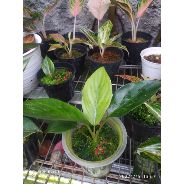 aglaonema siam jade