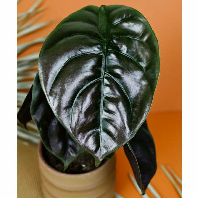 Bonggol Alocasia Black Cuprea (pucuk atas)