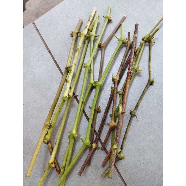 Entres anggur import Taldun