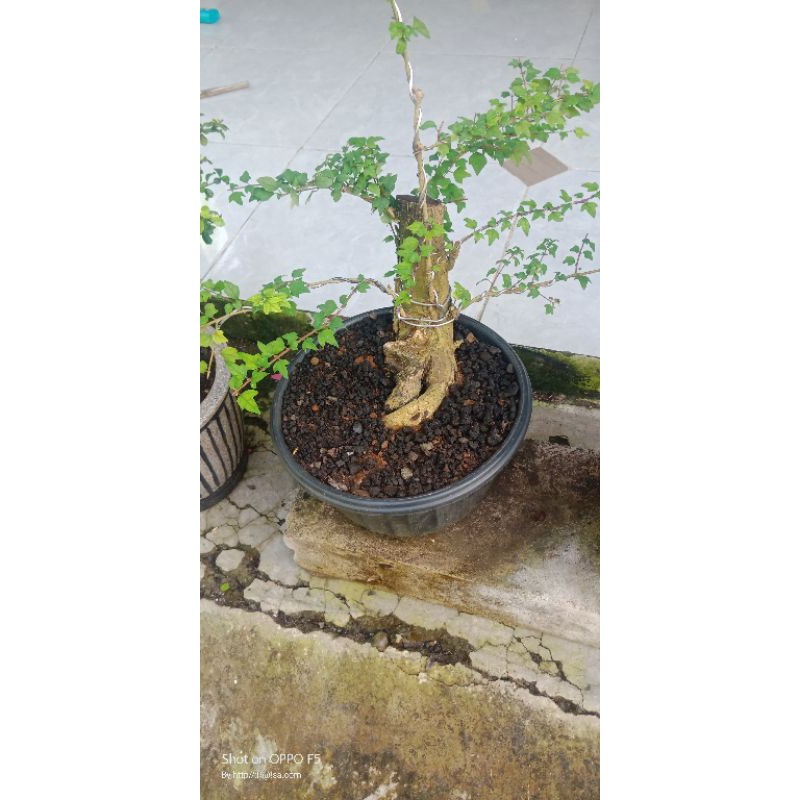 wareng bintang small