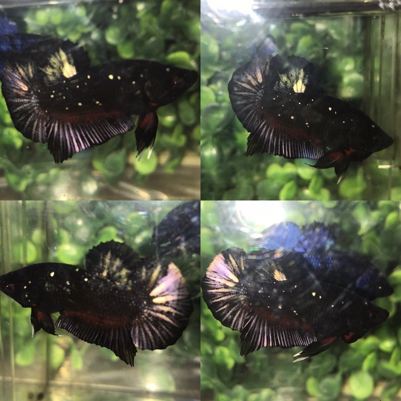 ikan cupang avatar