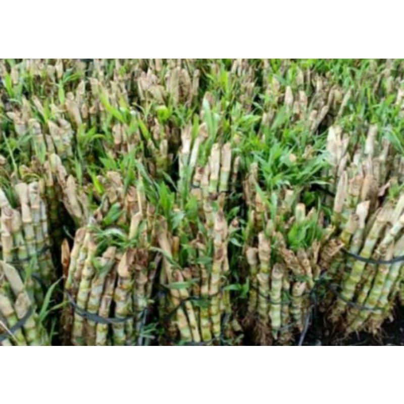 PROMO PAKET 5kg BIBIT RUMPUT ODOT PAKAN TERNAK. BIBIT RUMPUT ODOT PAKAN TERNAK.