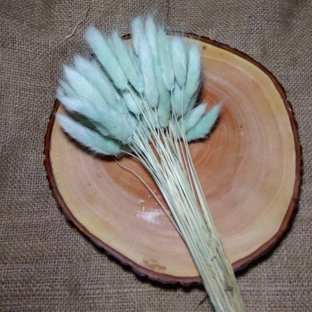  Bunga  Lagurus Bunny  Tail Tosca Shopee Indonesia