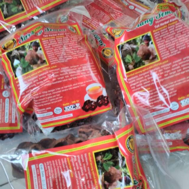 Sarang semut papua original 100%