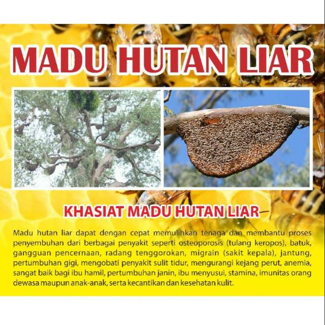 

Madu hutan liar 100% murni
