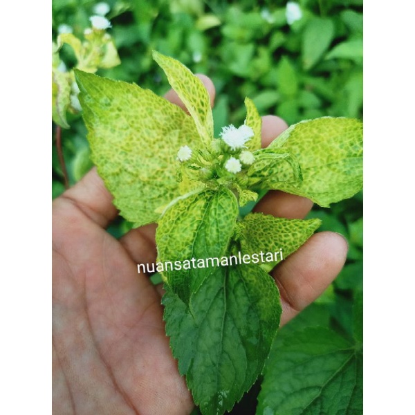 

Daun Bandotan Herbal Segar / daun segar herbal bandotan