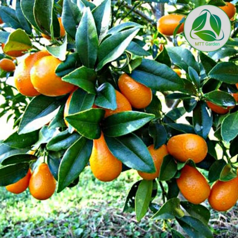 

jambu kristal