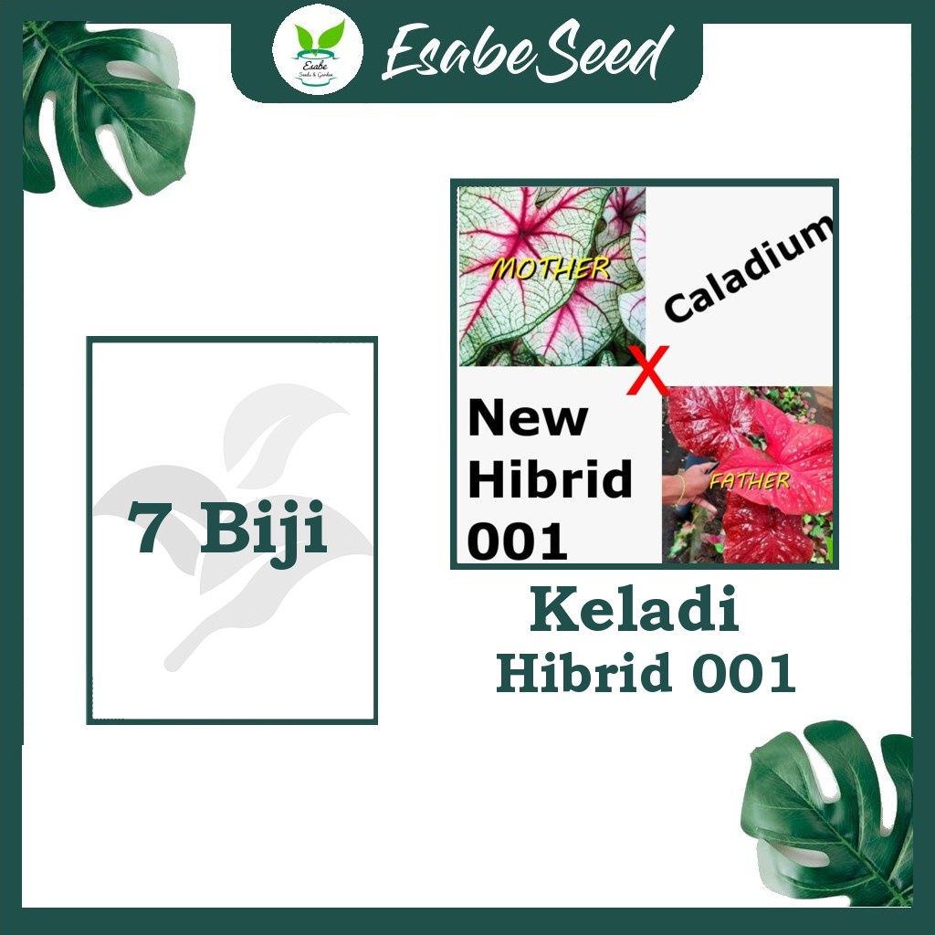 Benih Biji Caladium New Hibrid 001 Keladi