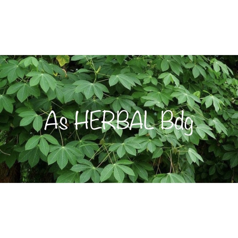 

Akar singkong karet / khusus akar singkong karet segar 250 gram-az