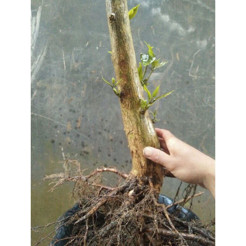 Bahan bonsai Kopi arabika(sudah trubus)