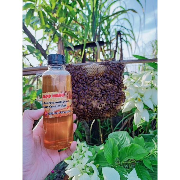 

Madu Murni Nektar Bunga Klengkeng (250ml)