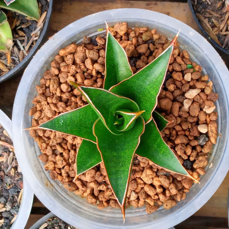 Sansevieria Hybrid Cordova x Downsii | Sanse | Cordova | Downsii |