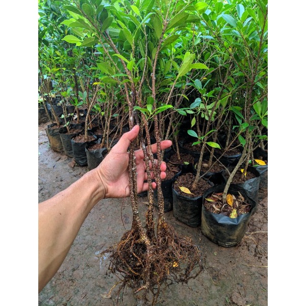 Bahan bonsai bibit beringin kimeng / kimeng hasil stekan dan cangkok rawatan