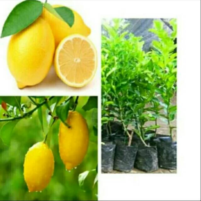 Bibit pohon buah jeruk lemon tea- bibit jeruk lemon