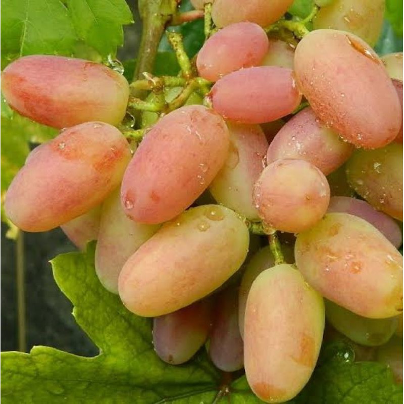BIBIT ANGGUR IMPORT DIXON cepat berbuah