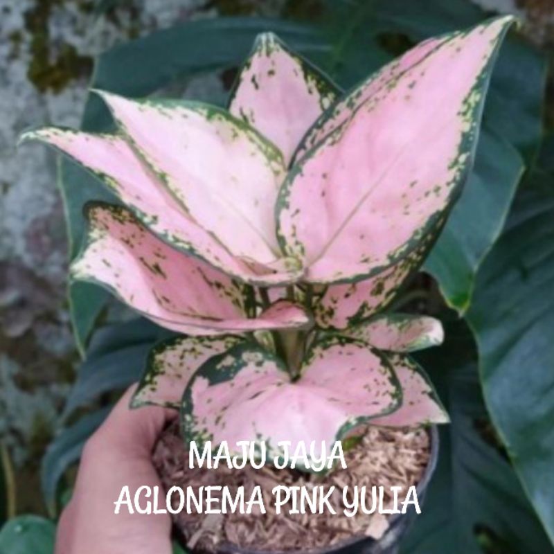 AGLONEMA PINK YULIA