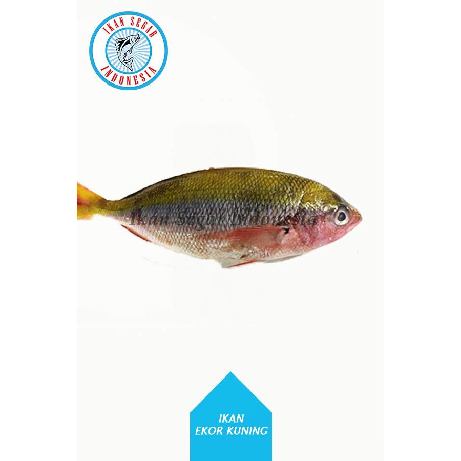 

IKAN EKOR KUNING FRESH/ 1-15 ekor / 900-1000 gr