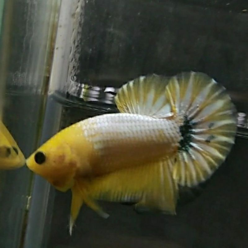 cupang yellow fccp dan lain lain