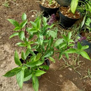 bibit pohon selasih basil Shopee Indonesia bibit pohon selasih basil Shopee Indonesia