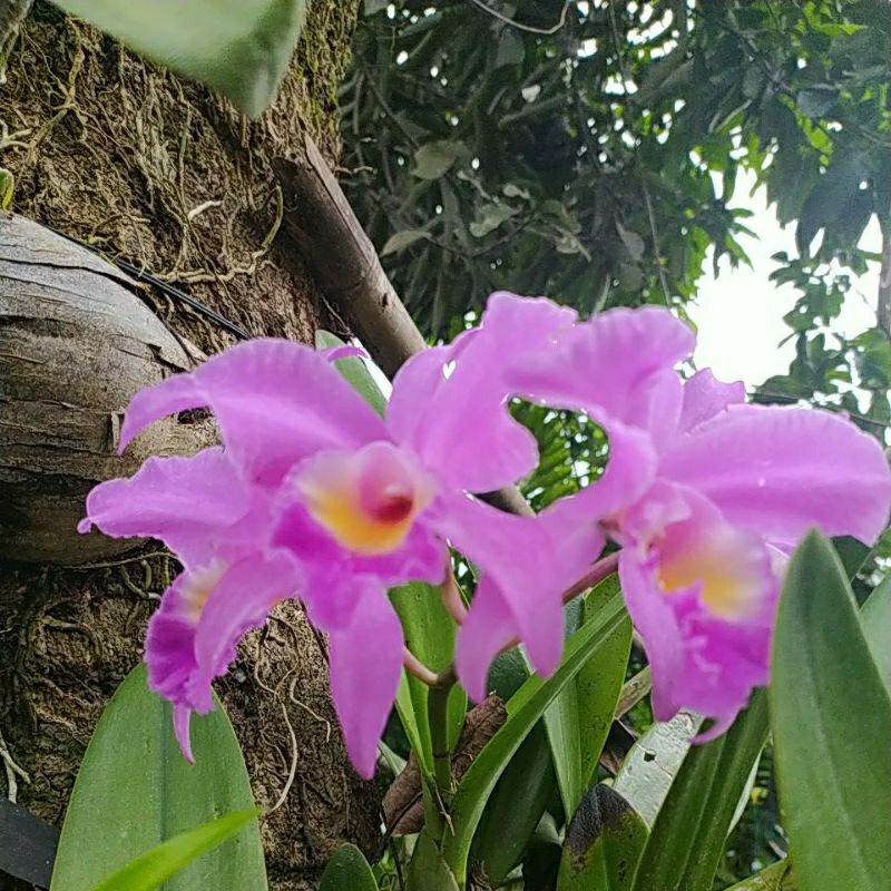 Anggrek Cattleya Mantini
