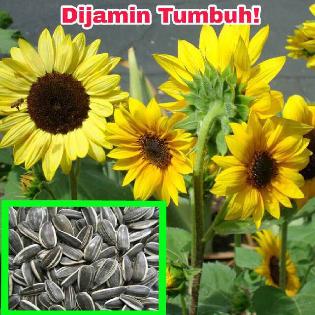 Bunga Matahari Giant - Jual Benih Biji Bunga Matahari Sunflower Giant Mongolian ... - Jual bibit bunga matahari, varietas mini pendek sampai tinggi, dari berbagai negara.