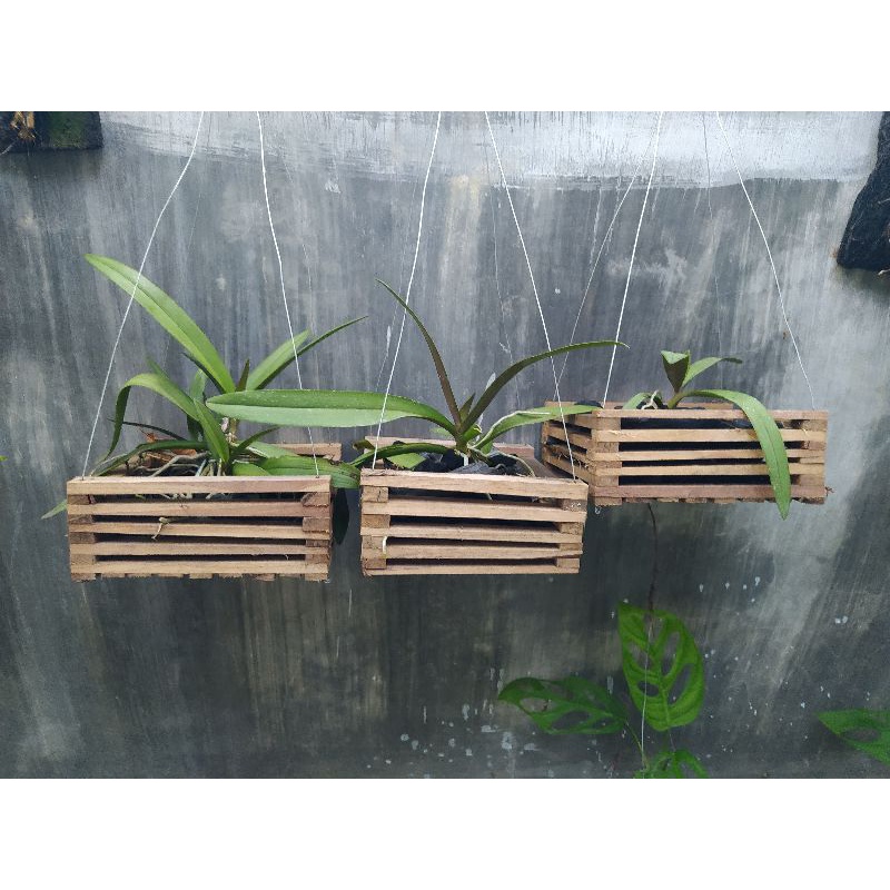 Pot Kayu / Pot Anggrek