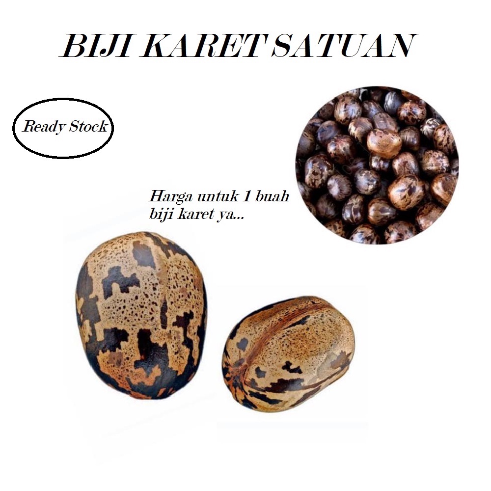 Mainan Biji Karet Aduan atau Untuk Bibit