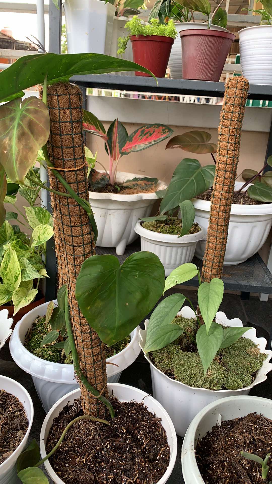 Turus Ijuk Penyangga Tanaman  50 Cm