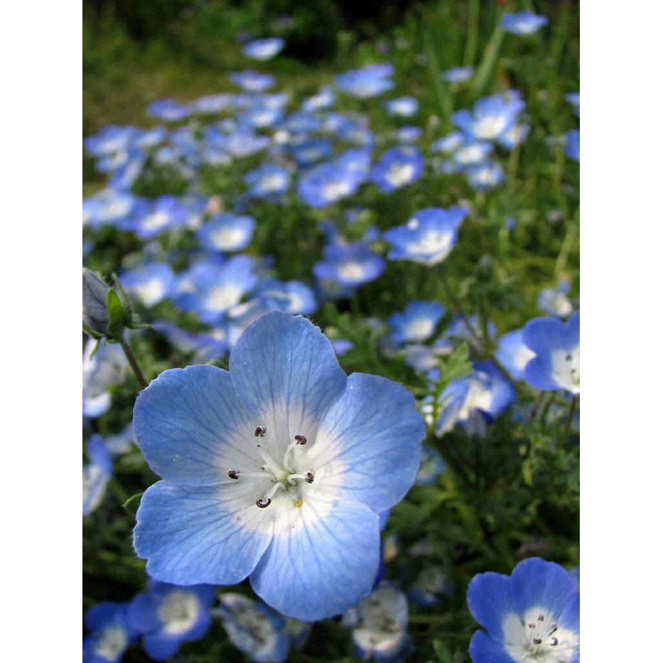

BIBIT BUNGA BABY BLUE