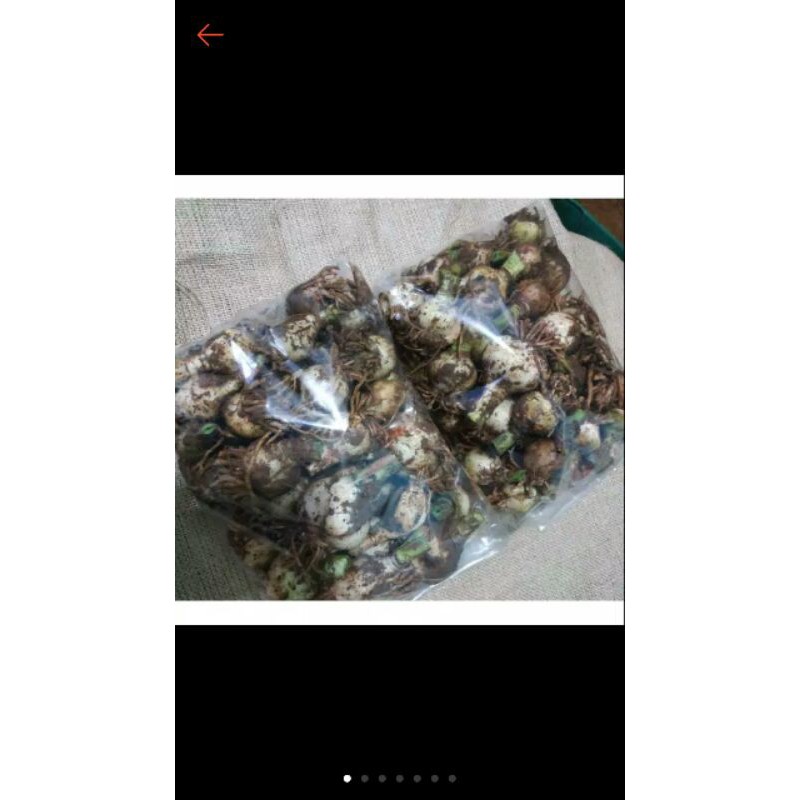 umbi amarilis/umbi bakung/bunga amarilis/bunga bakung