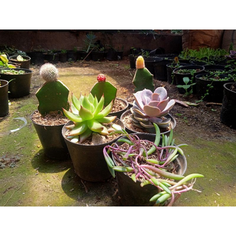 kaktus sekulen paket 6pcs + freepot + mediatanam