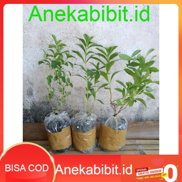 Jual Paket 5 Bibit Stevia Cod Bisacod Shopee Indonesia