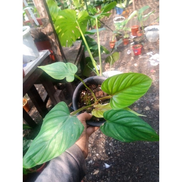 plowmanii Blackface narrow