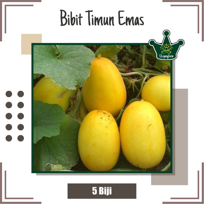 Bibit Timun Emas Super F1 - Bibit Buah