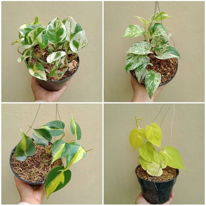 paket 4 tanaman hias gantung sirih gading koin, variegata, brazil, lemon