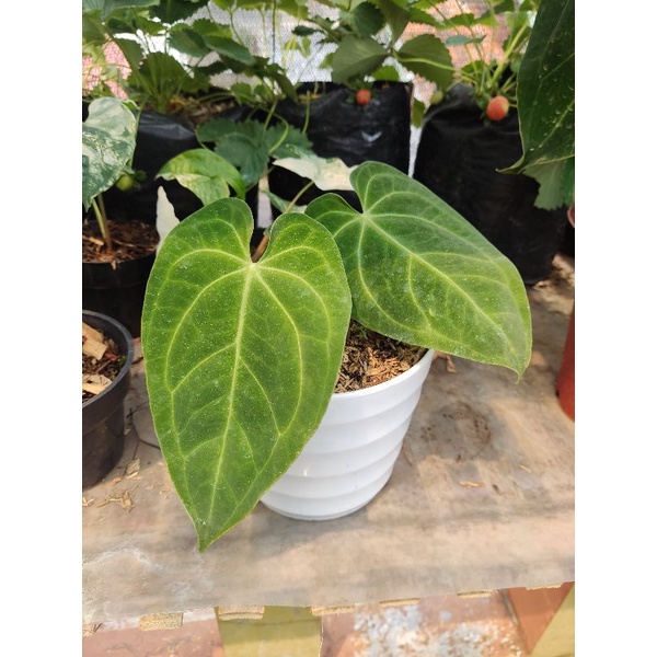 Anthurium kuping gajah verde
