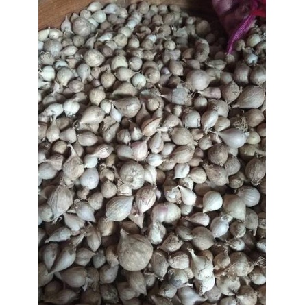 

[KODE PRODUK T90JL4665] Bawang Putih Tunggal / Lanang LOKAL 500 Gram