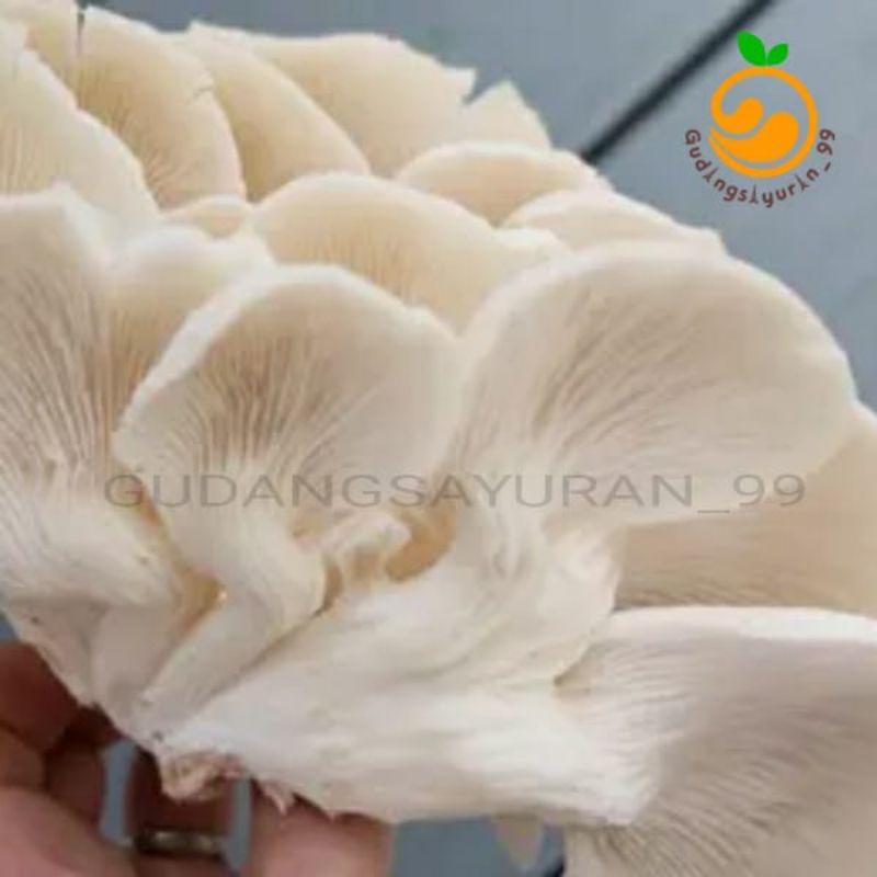 

Jamur tiram / Jamur putih 250 gram