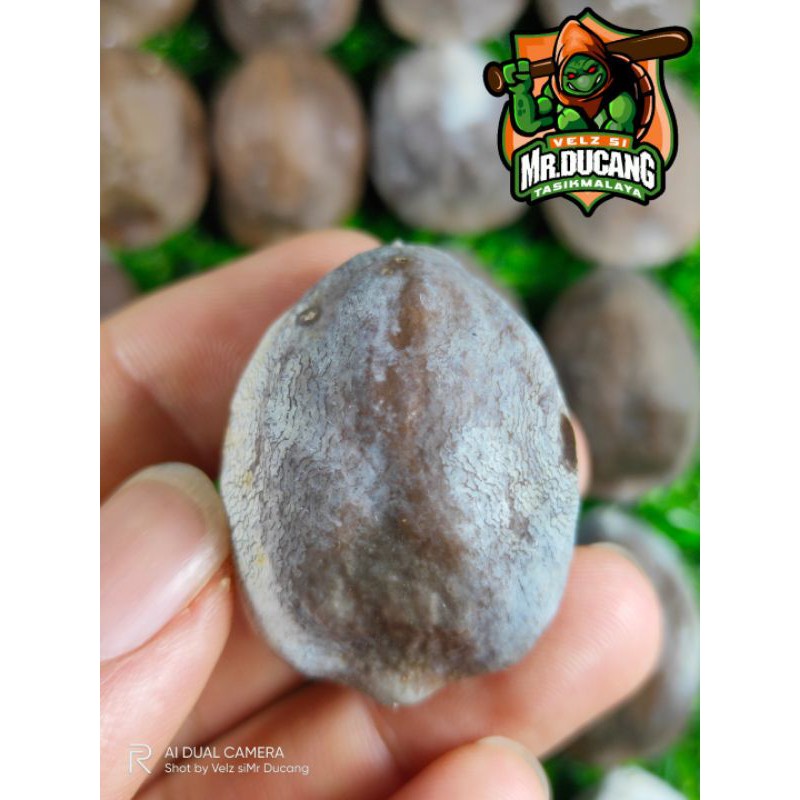 MUNCANG ADU KEMIRI MARJUDI MM  SIMONTOK BIG SIZE JUMBO