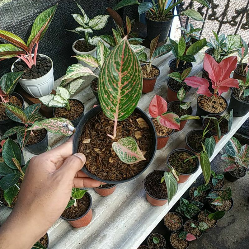 Miliki aglonema / aglaonema anakan JT2000