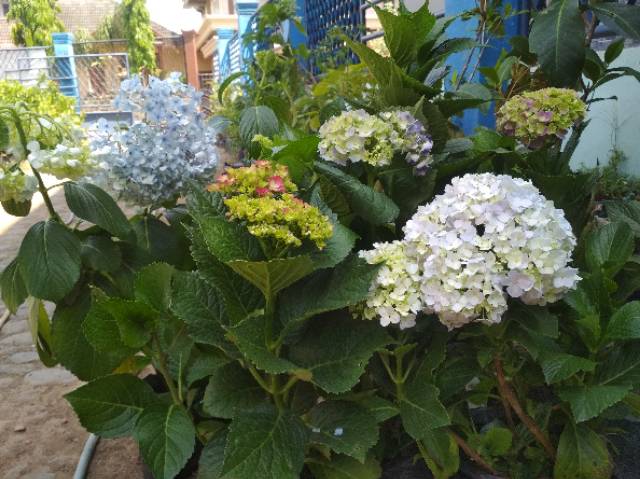 Tanaman pancawarna atau hortensia kuncup dan SUDAH BERBUNGA (BERVARIASI) - BAKUL KEMBANG