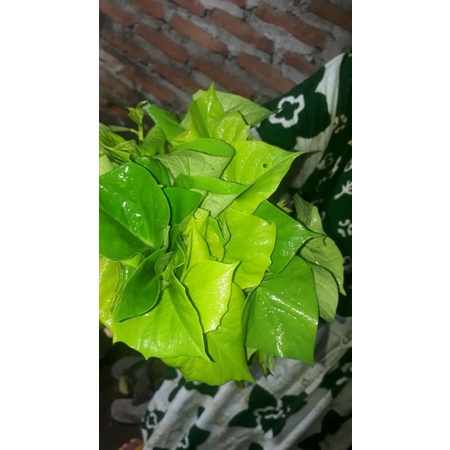 

Daun ketela rambat petik langsung dari pohonnya