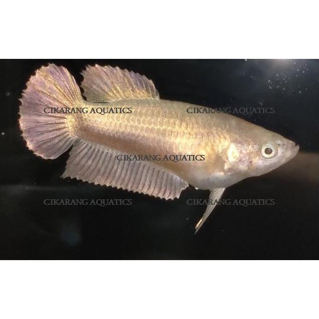 Promo Ikan Cupang Plakat Soft Gold Size M Betina