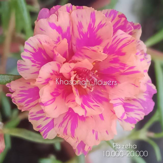 Bunga krokot import id.Pingky