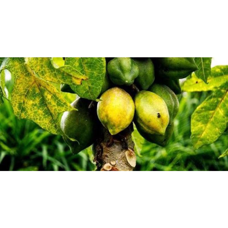 

Buah Carica Asli Dieng | Buah Segar | Carica