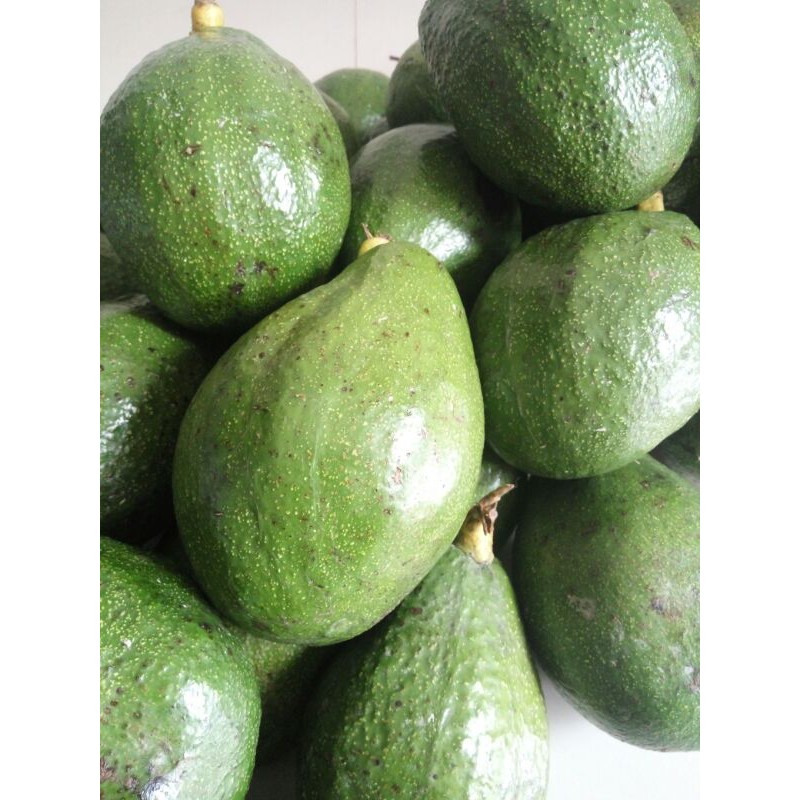 

alpukat mentega super