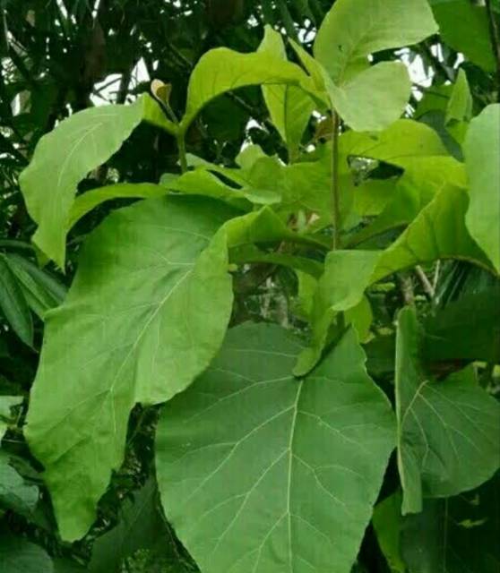 

Daun jati 1 kg fresh