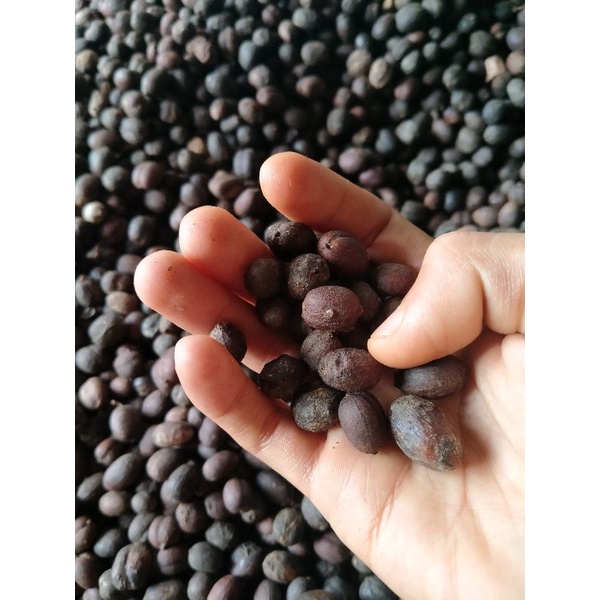 

kopi arabica kerinci