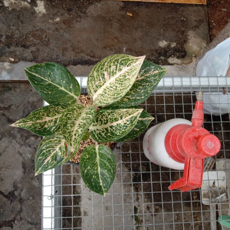 Aglonema Tiara Putih rumpun